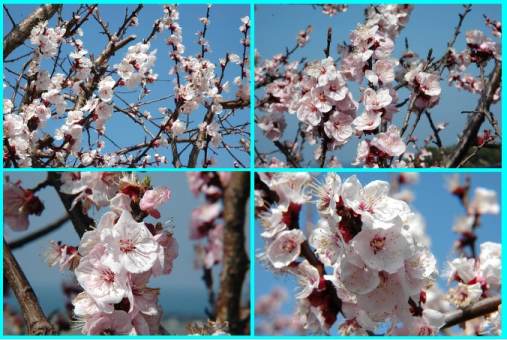 2006�N3��17���@���������Îs���񂸂̗�