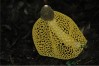 7/2�X�V�@�E�X�L�L�k�K�T�^�P�����߂ď�R��